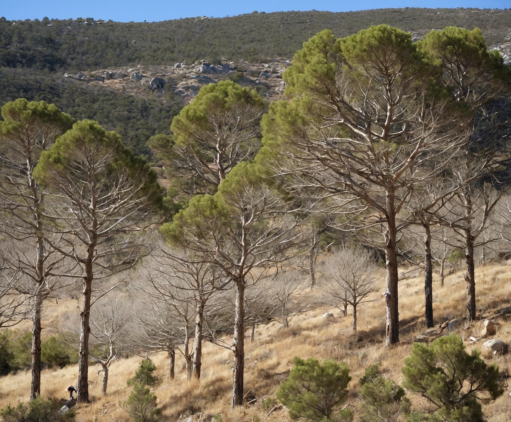 Reforestación y sostenibilidad en la Sierra