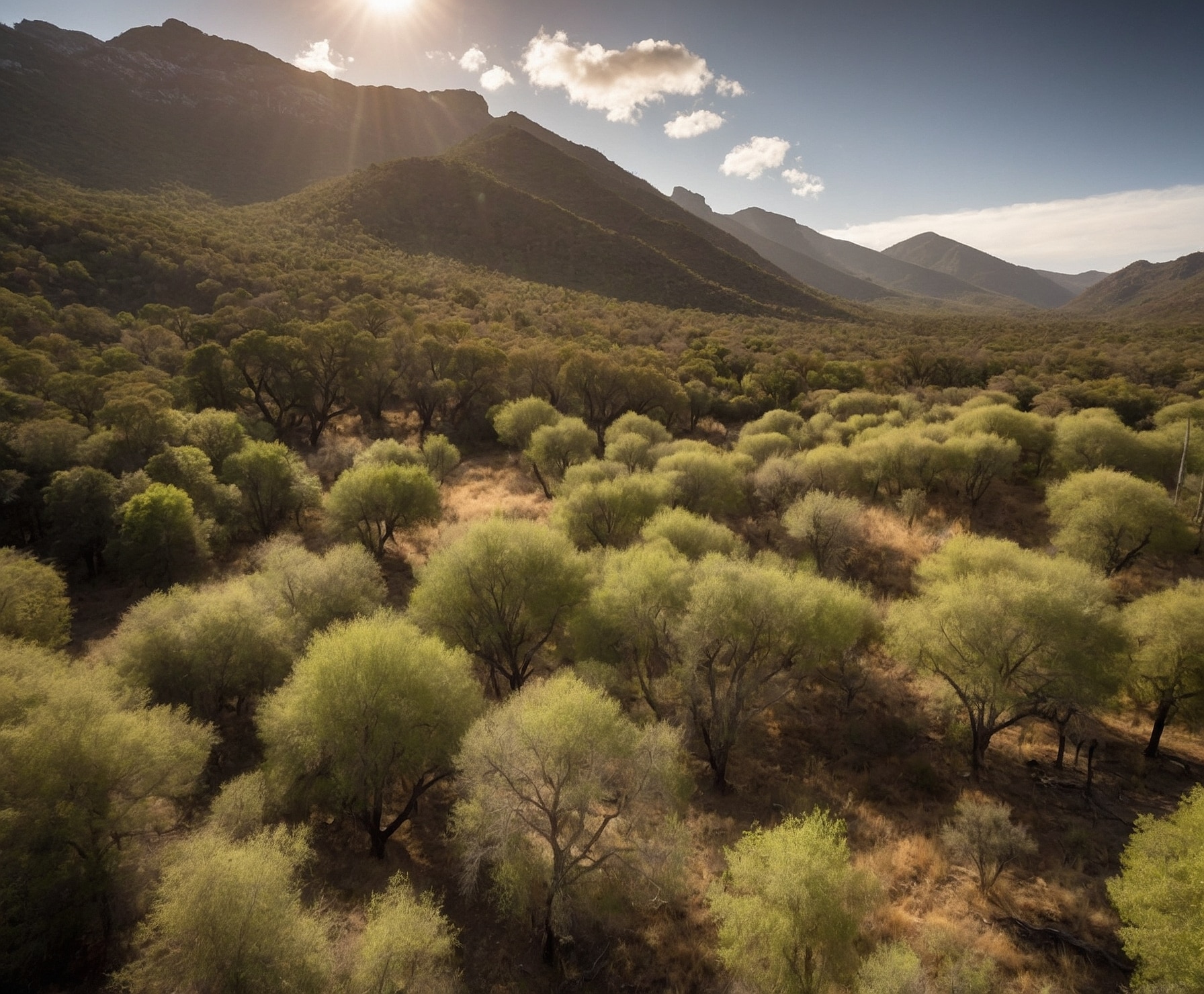 Reforestación de bosques nativos en Argentina