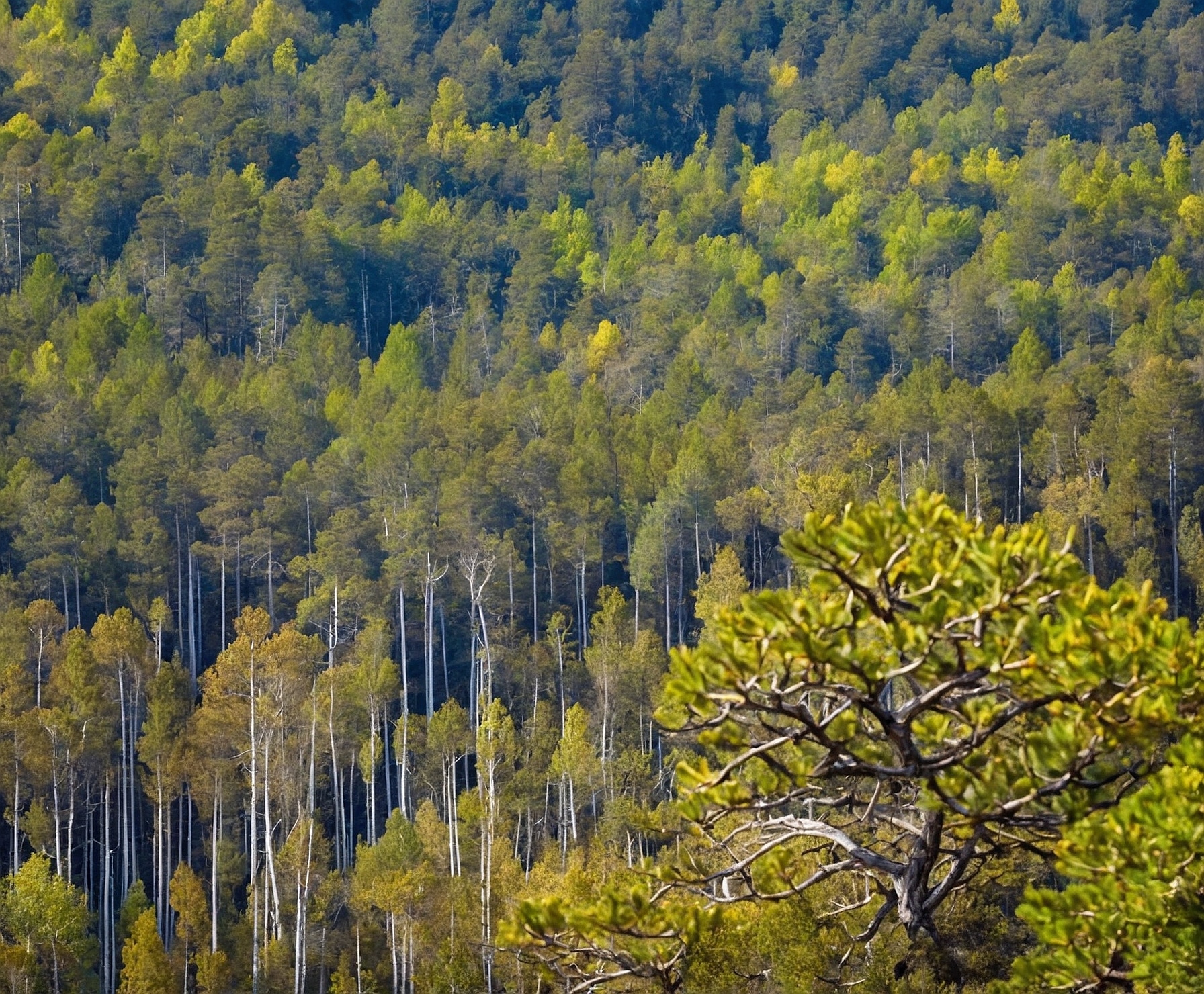 Reforestación en la Sierra de Guadarrama.